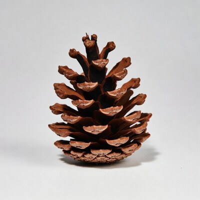 Pine Cone on White Background