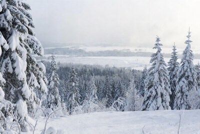 Snowy Pine Forest Landscape