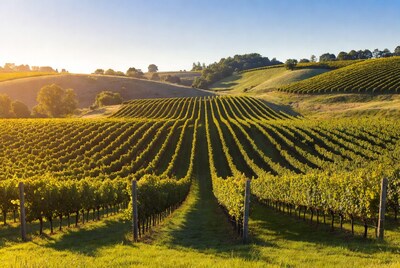 Vineyard Rows at Golden Hour