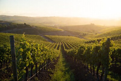 Vineyard Rows at Sunset