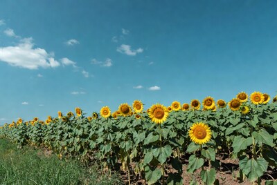 Sunflower Field Under Blue Sky