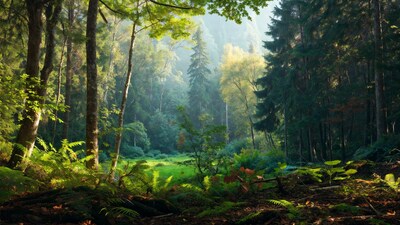 Sunlit Forest with Ferns and Tall Trees