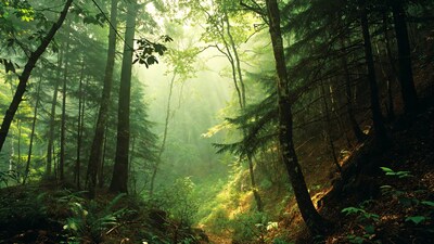 Sunlit Forest Path Through Trees