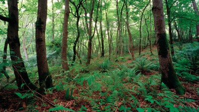 Lush green forest with ferns and mossy trees