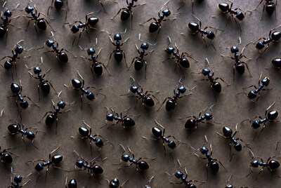 Black ants scattered on brown paper