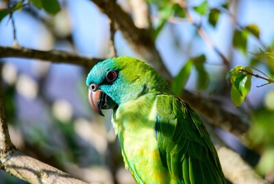 Green Parrot Perched on Tree Branch