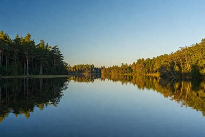 Pine Forest Reflected in Calm Lake