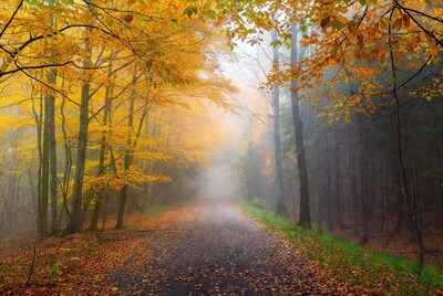 Misty Autumn Forest Path