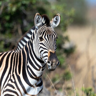 Zebra standing in grass