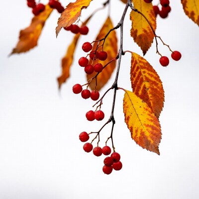 Red berries on yellow autumn leaves