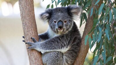 Koala clinging to eucalyptus tree