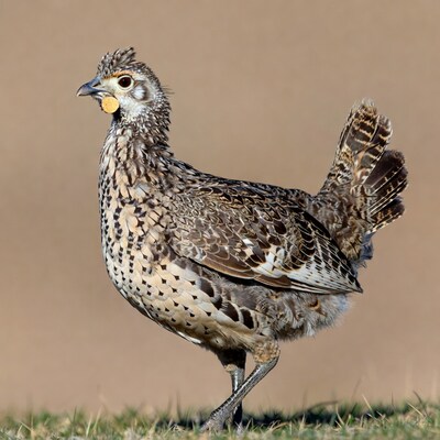 Scaled Quail eating seed