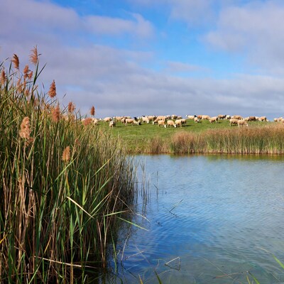 Sheep grazing near reeds and pond
