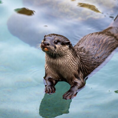 Otter swimming in blue water