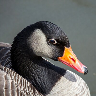 Close-up of Canada Goose head