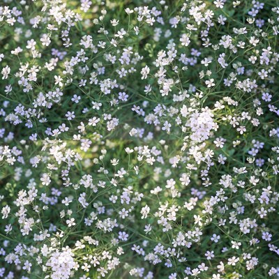 White Baby's Breath Flowers in Green Foliage