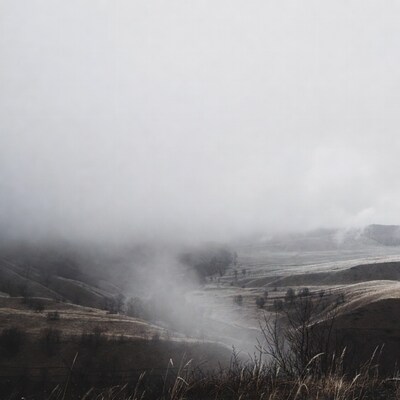 Foggy hills with bare trees