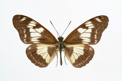 Brown White Butterfly Wings Spread