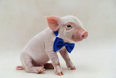 Piglet wearing blue bow tie