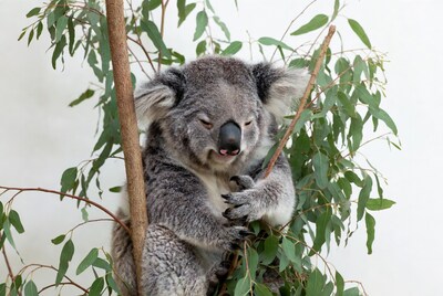 Koala clinging to eucalyptus tree
