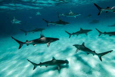 School of Sharks Swimming Underwater