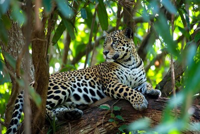 Jaguar lounging on tree branch