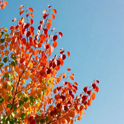 Autumn tree branches against blue sky