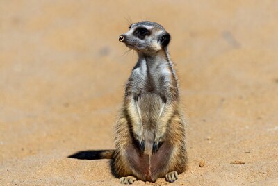 Meerkat standing on sand