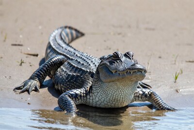 American alligator on sandy shore