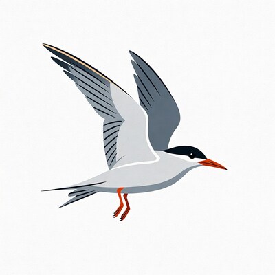 Common Tern Flying Illustration