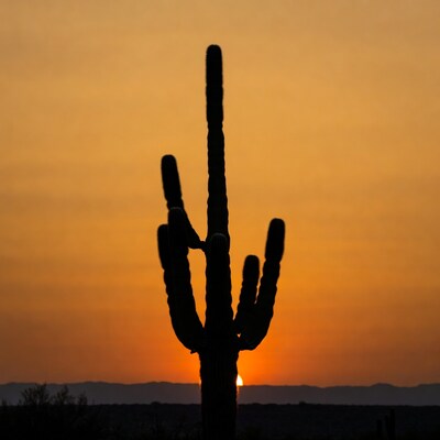 Saguaro Cactus Silhouette at Sunset