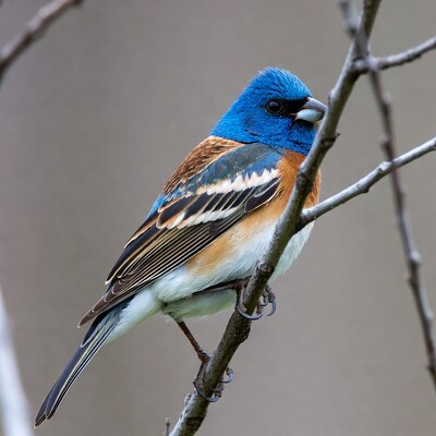 Indigo Bunting perched on branch