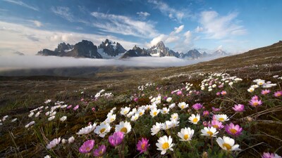 White Pink Flowers with Snowy Mountains
