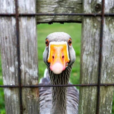 Goose peeking through wooden fence