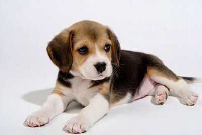 Beagle puppy lying on white background
