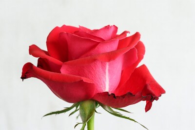 Red Rose on White Background