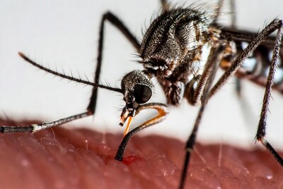 Mosquito biting human skin