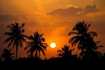 Sunset behind palm trees silhouette
