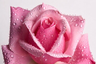 Pink Rose with Water Droplets