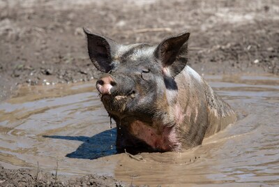 Pig wallowing in mud puddle