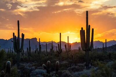Saguaro Cacti at Sunset with Mountains