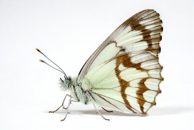 White Admiral Butterfly on White Background