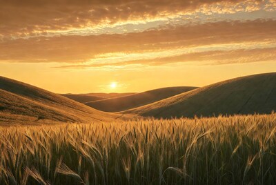 Wheat Field Sunset Over Rolling Hills
