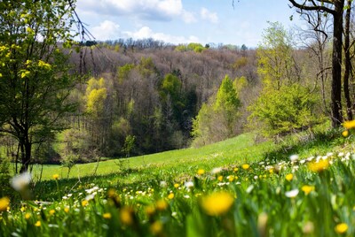 Dandelion Field in Forest Valley
