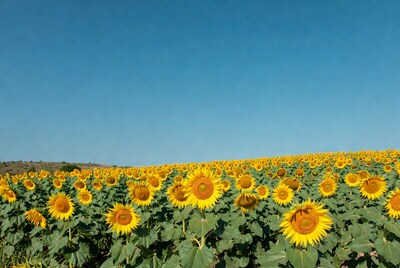 Sunflower Field Under Blue Sky