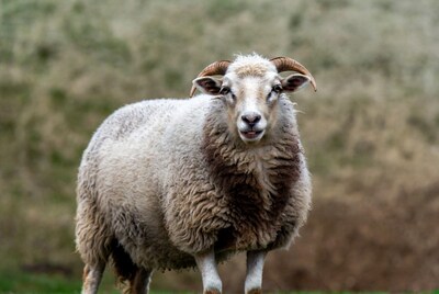 White ram sheep in grassy field