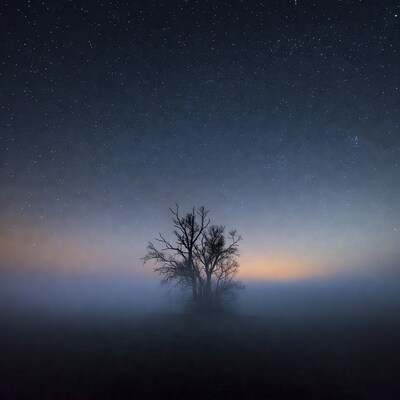 Lonely Tree in Starry Foggy Night