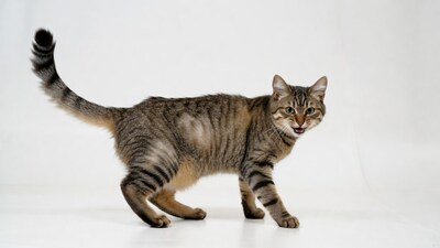 Tabby cat hissing on white background