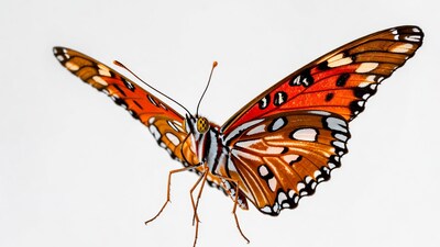 Orange Monarch Butterfly on White Background