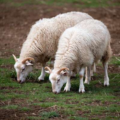 Two white sheep grazing on grass